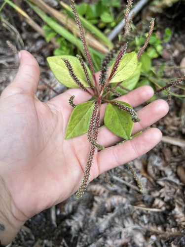 Peperomia leptostachya observed 2025-06-14