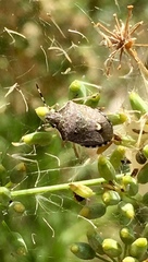 Holcostethus albipes