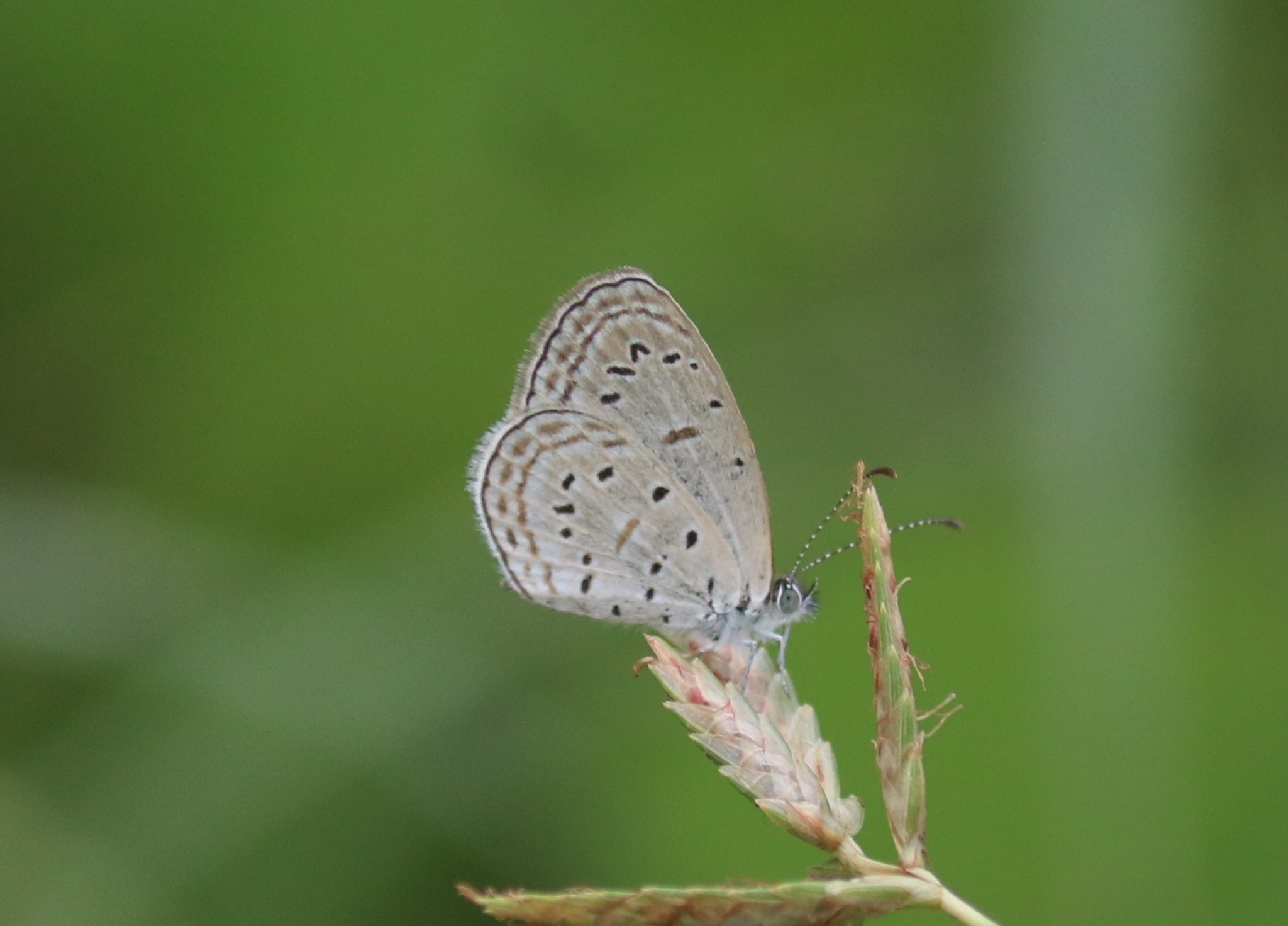 Tiny Grass Blue