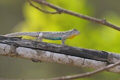 Tropical Tree Lizard photo 1