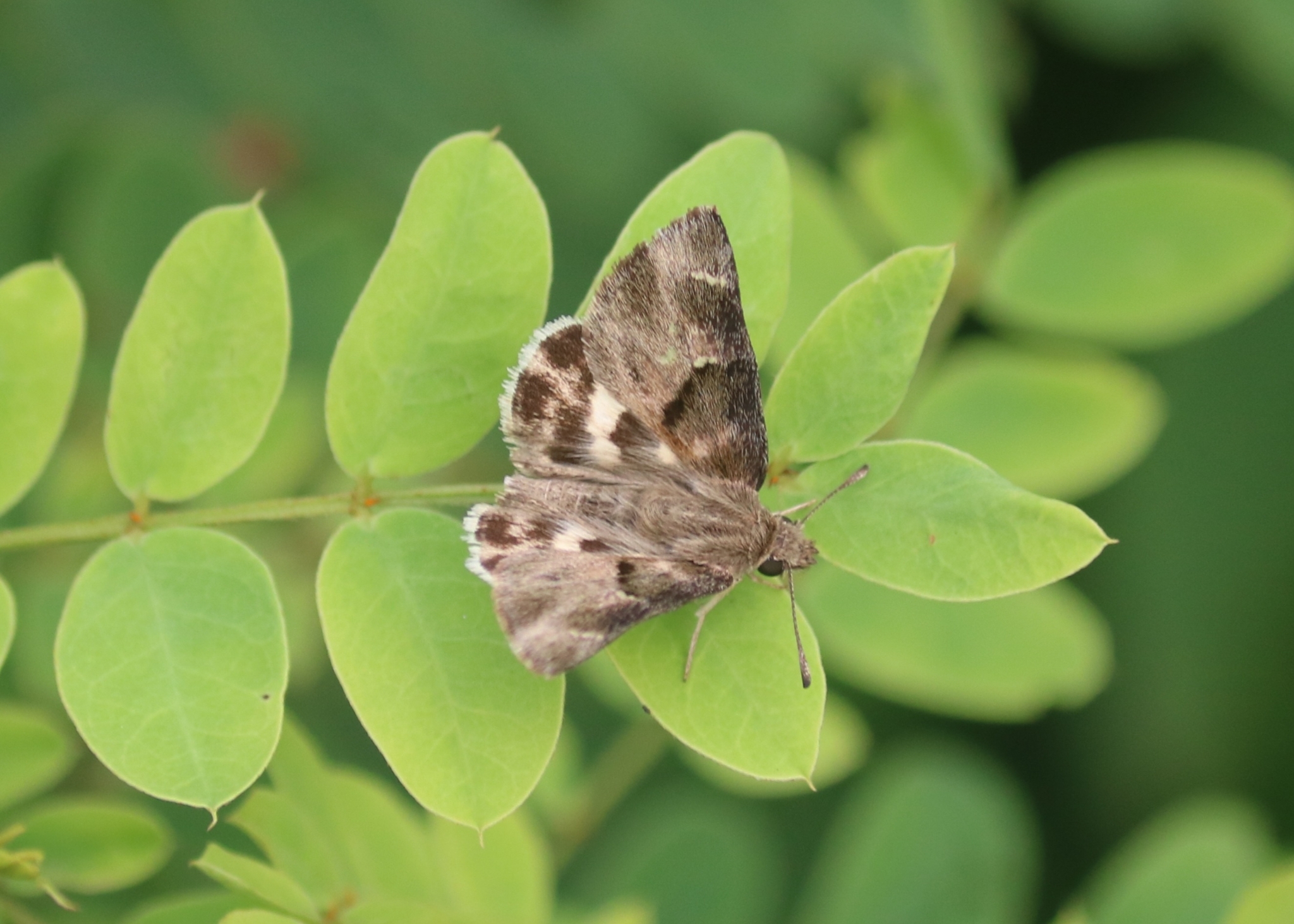 African Marbled Skipper