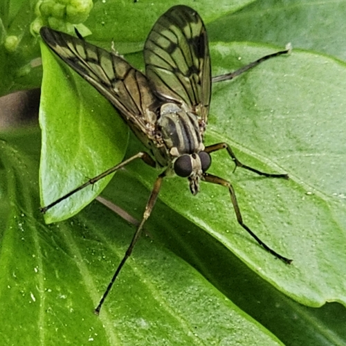Downlooker Snipefly photo 5