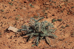 Berkheya pinnatifida