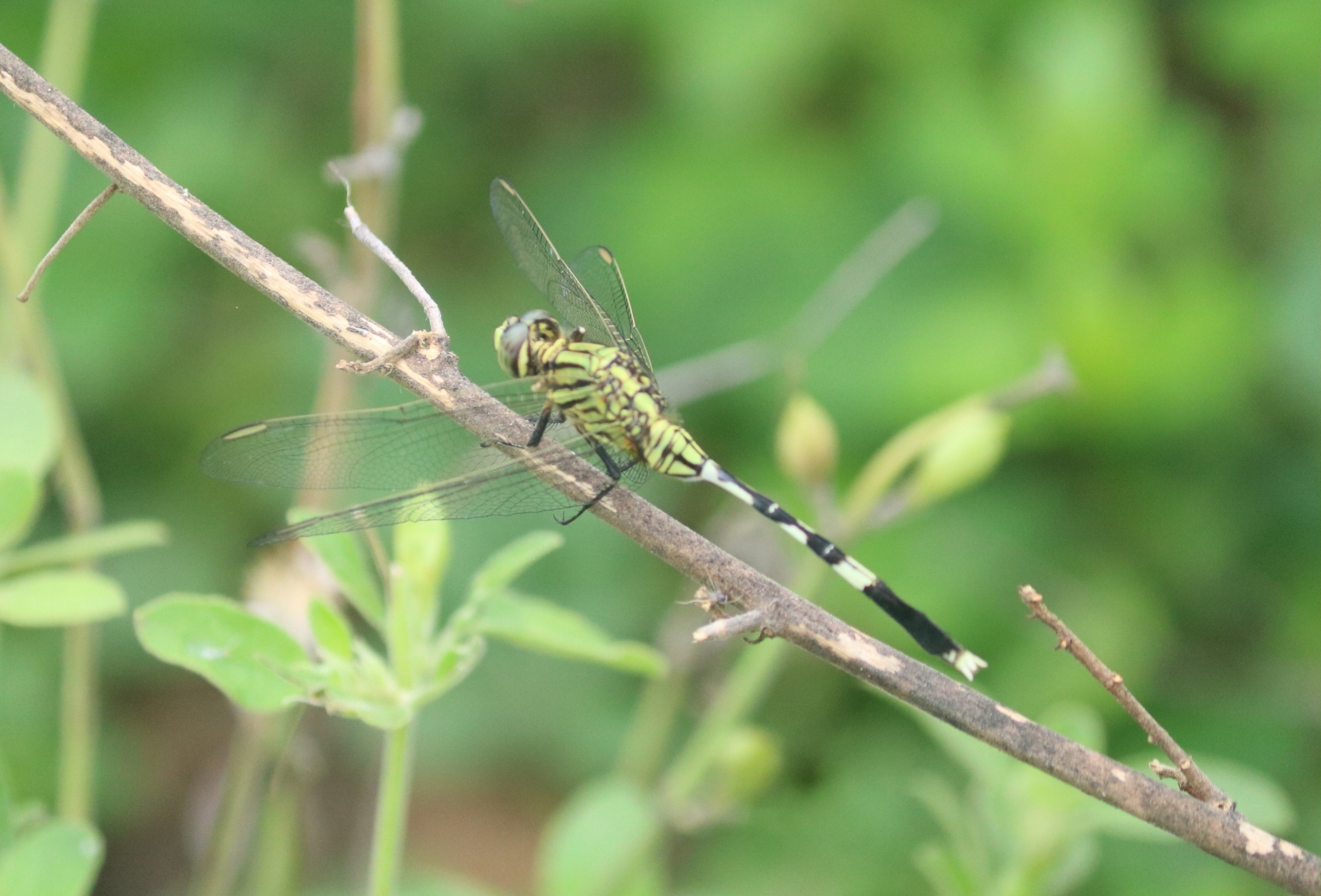 Slender Skimmer