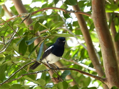 Copsychus albospecularis