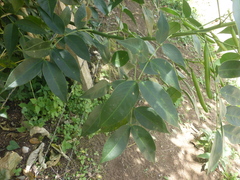 Senna septemtrionalis