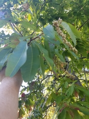 Oxydendrum