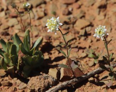 Polycarena aurea