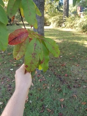 Oxydendrum