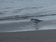 Calidris alba