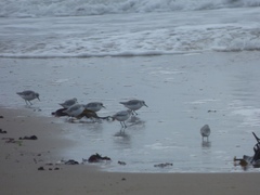 Calidris alba