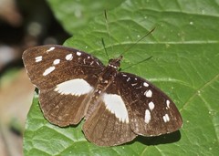 Aterica galene extensa