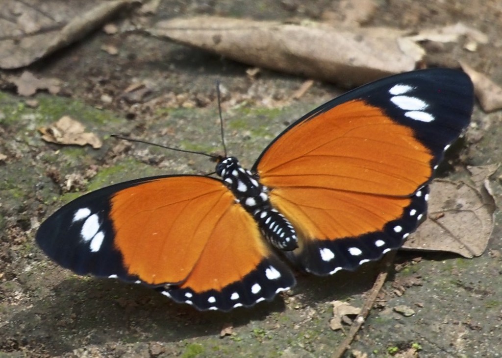Euphaedrana