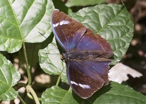 Euphaedra uganda
