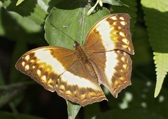 Harma theobene superna