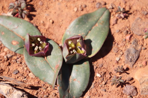 Image of White Cup-And-Saucer (Colchicum burchellii) by (c) Tony Rebelo, some rights reserved (CC BY-SA)