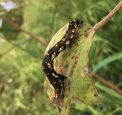 Tarache delecta