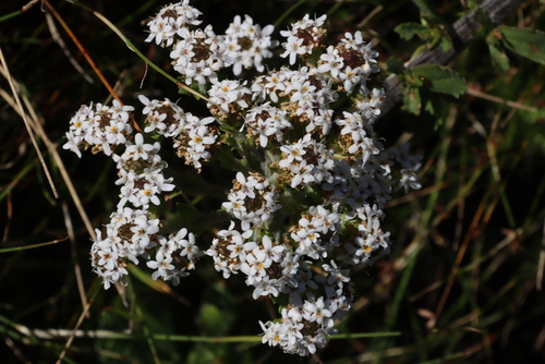 Peninsula Puffbush (Pseudoselago peninsulae)