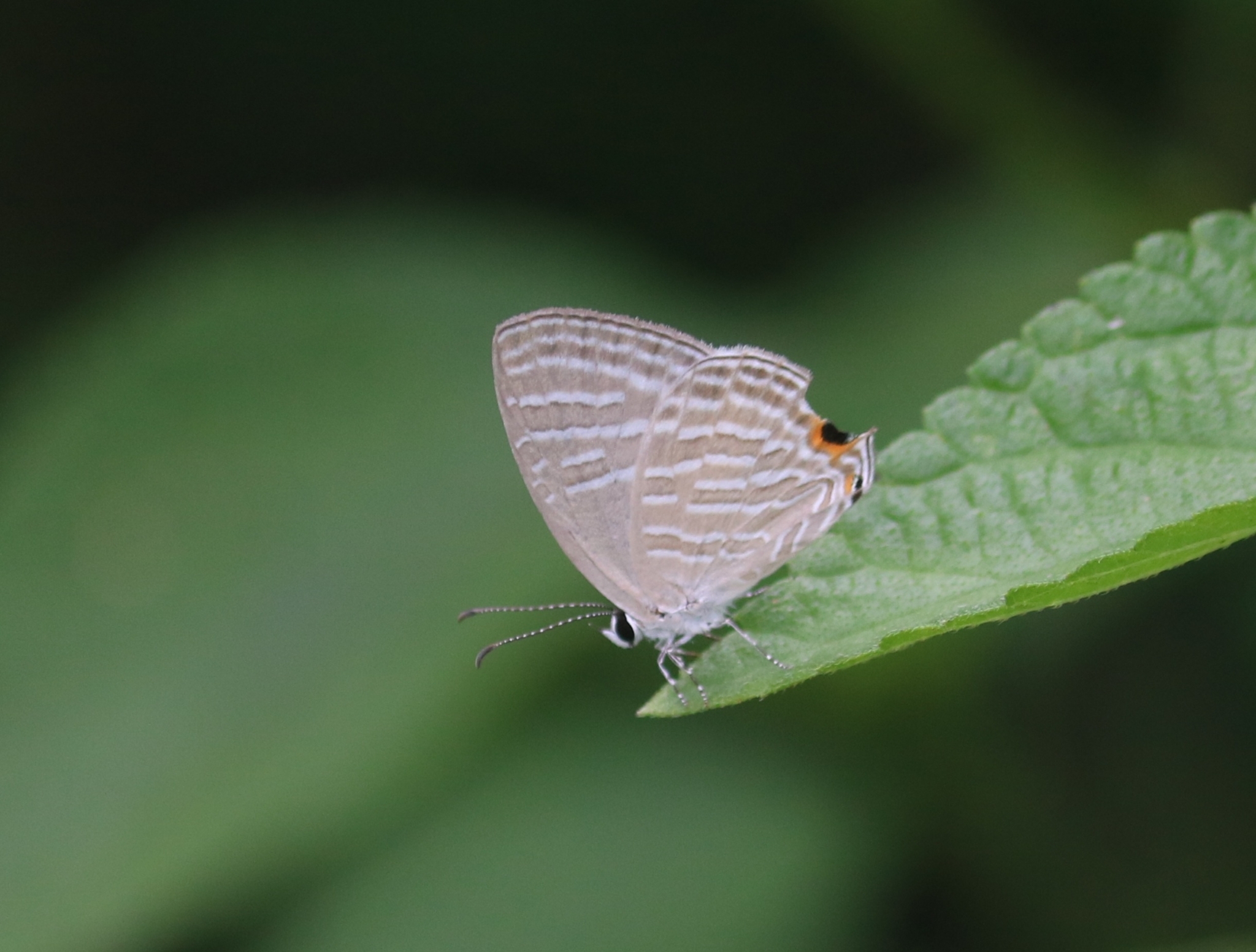 Common Cerulean