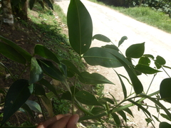 Senna septemtrionalis