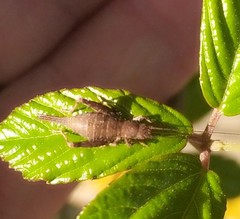 Arachnocephalus vestitus