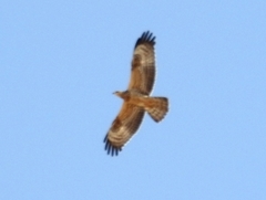 Pernis apivorus