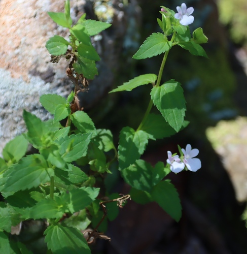 Largefruit Lionface (Nemesia macrocarpa)