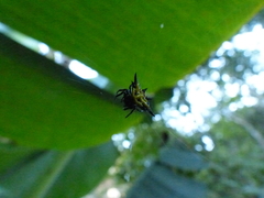 Gasteracantha rhomboidea