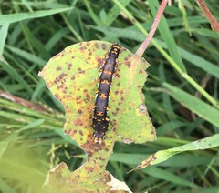 Tarache delecta