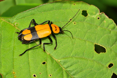 Chauliognathus nigrocinctus