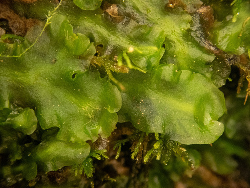 Calycularia laxa