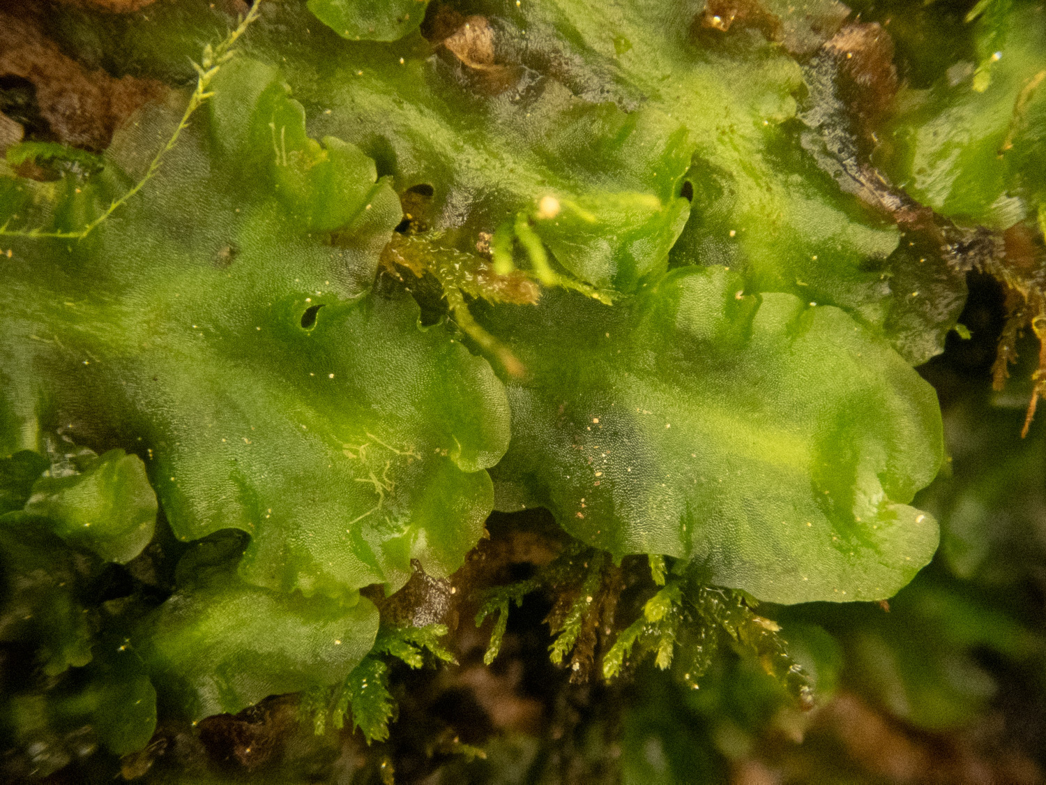 Calycularia laxa