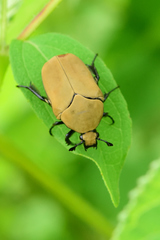 Hologymnetis cinerea