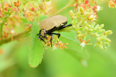 Hologymnetis cinerea