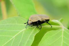 Hologymnetis cinerea