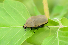 Hologymnetis cinerea