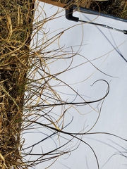 Bouteloua dactyloides