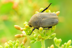 Hologymnetis cinerea