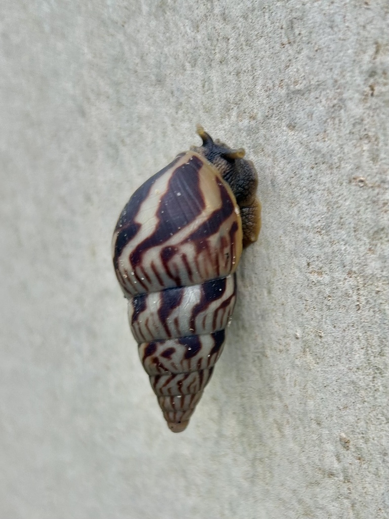 Nigerian Land Snail
