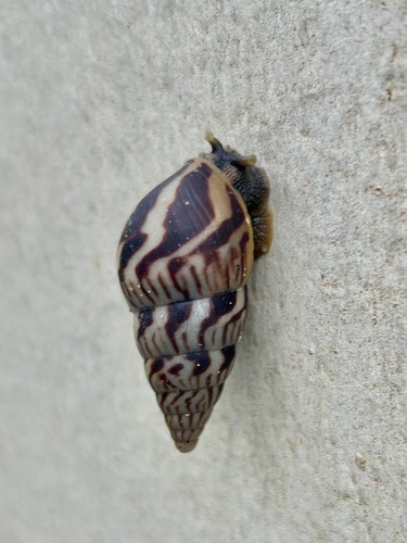 Nigerian Land Snail