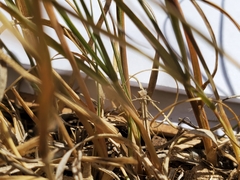 Bouteloua dactyloides