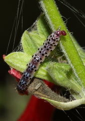 Pyrausta inornatalis
