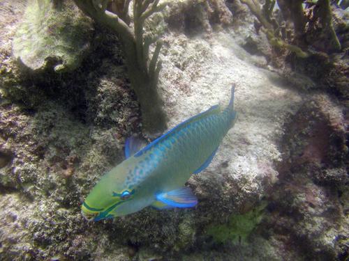 Queen parrotfish
