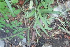 Silene scouleri pringlei