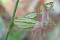 Silene scouleri pringlei