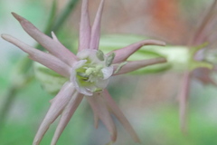 Silene scouleri pringlei