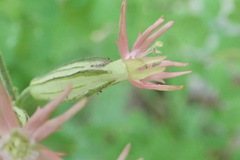 Silene scouleri pringlei