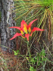 Lilium catesbaei image