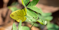 Eurema simulatrix