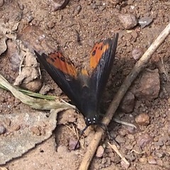 Charaxes anticlea